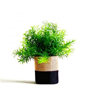 indoor plant secculant